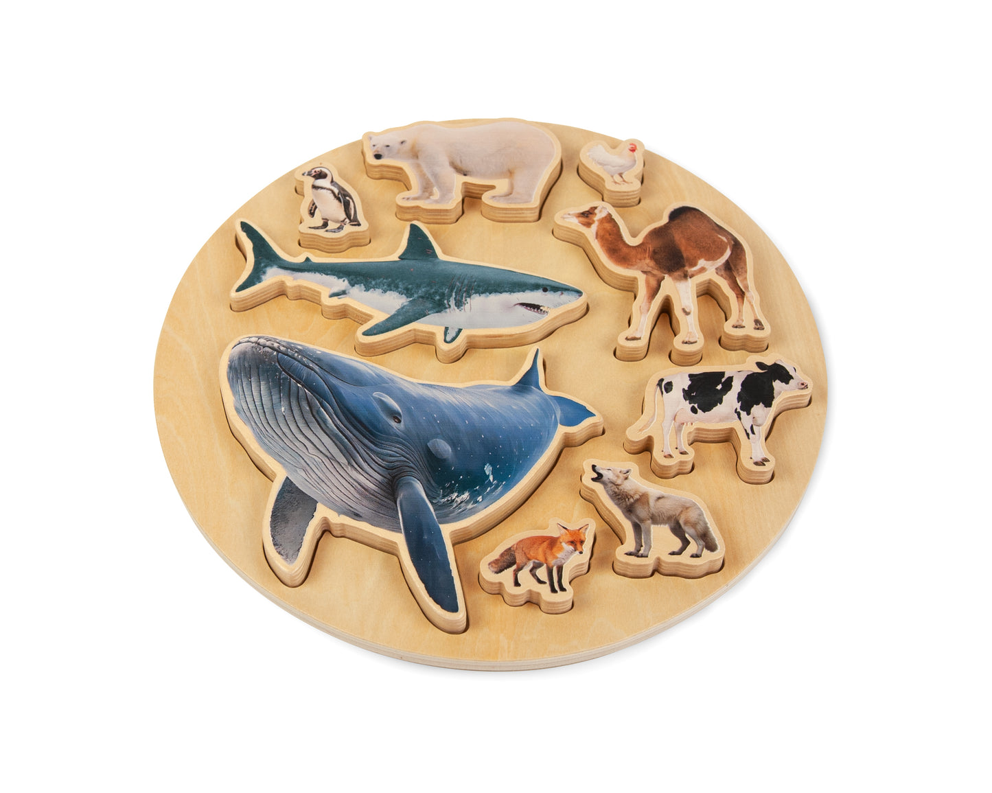 ANIMALS SIZE PUZZLE / Encaje de madera de medidas de animales / Material didáctico con imágenes reales