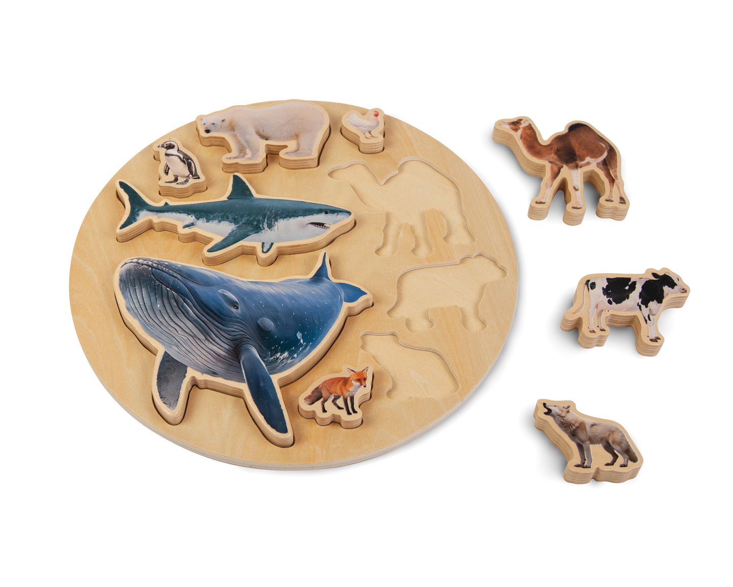 ANIMALS SIZE PUZZLE / Encaje de madera de medidas de animales / Material didáctico con imágenes reales
