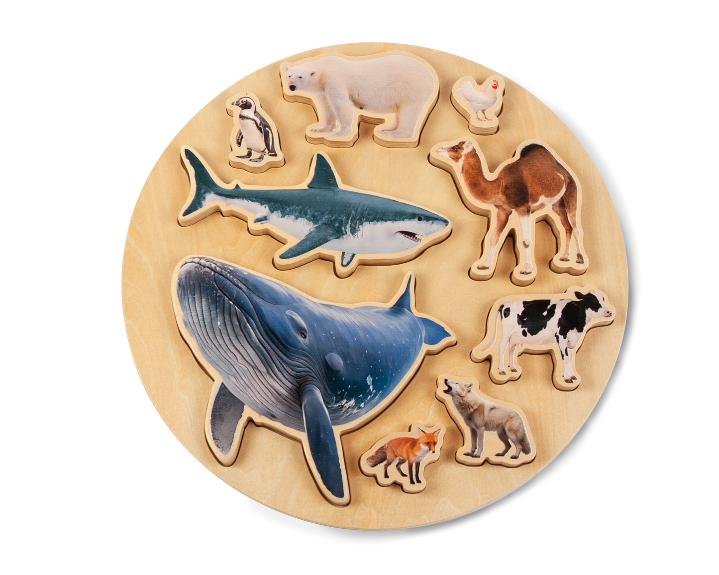 ANIMALS SIZE PUZZLE / Encaje de madera de medidas de animales / Material didáctico con imágenes reales
