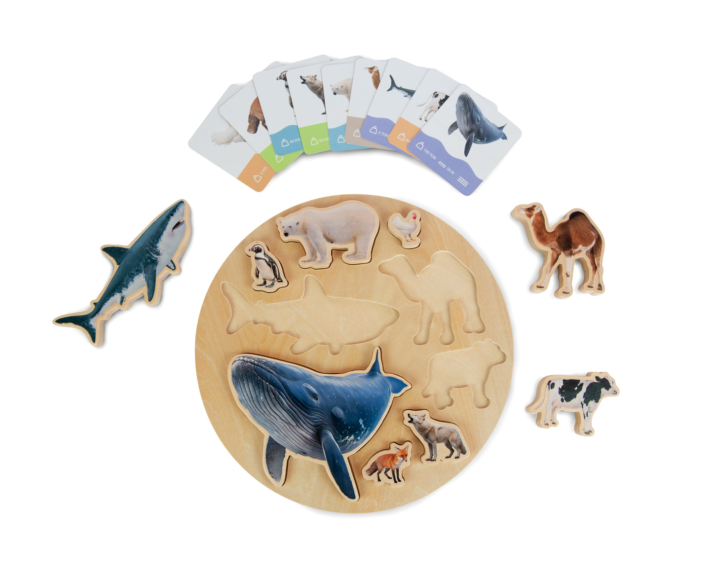 ANIMALS SIZE PUZZLE / Encaje de madera de medidas de animales / Material didáctico con imágenes reales