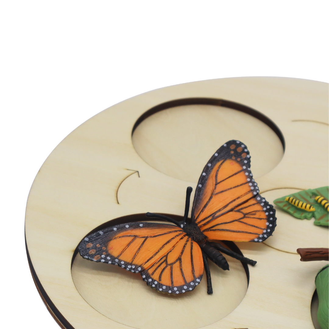 BUTTERFLY METAMORPHOSIS / Metamorfosis de la mariposa / Fases de vida de la mariposa / Juego educativo sobre la naturaleza